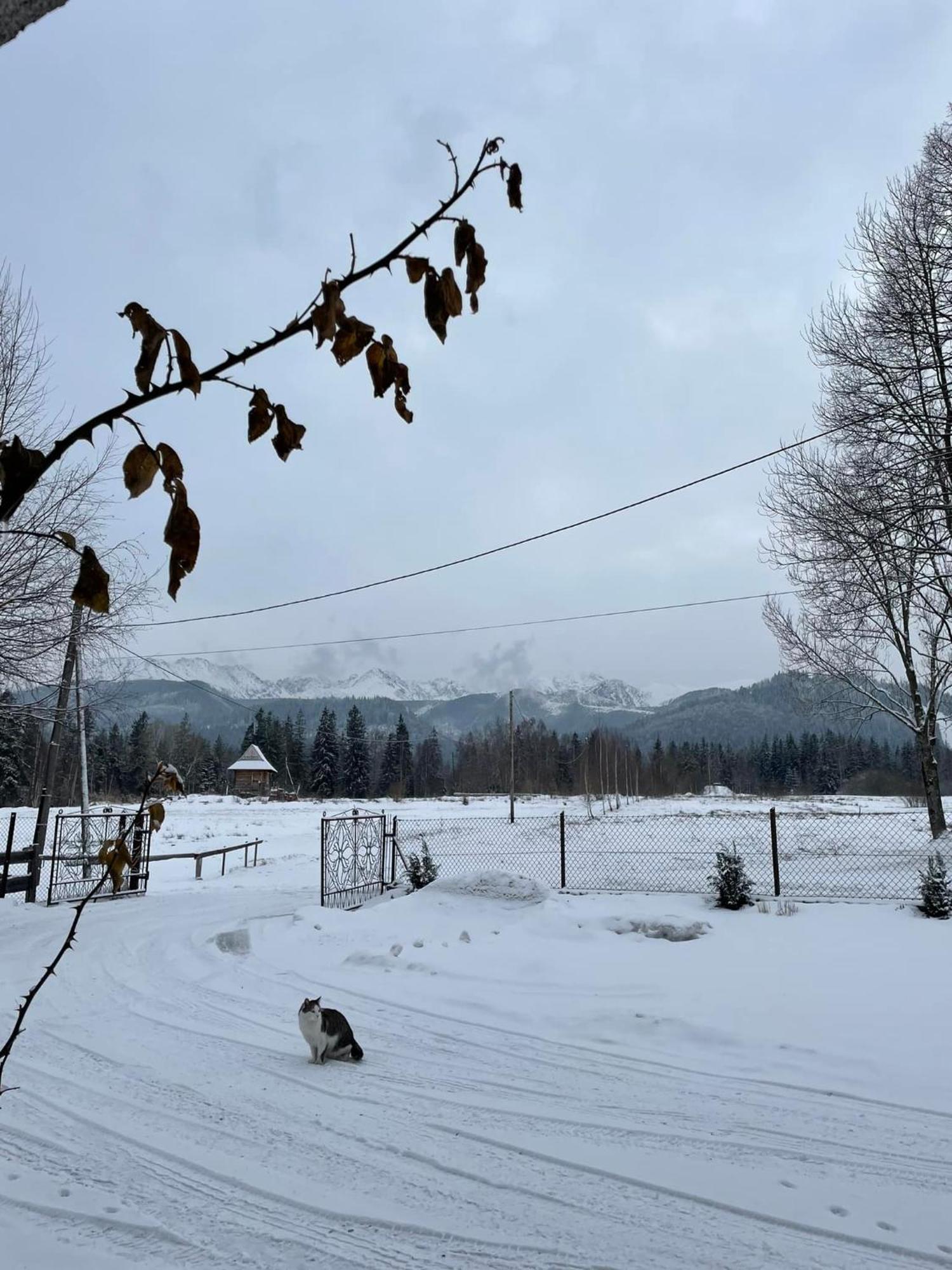 Pensjonat U Doroty, Zakopane - Twoje Miejsce W Gorach المظهر الخارجي الصورة